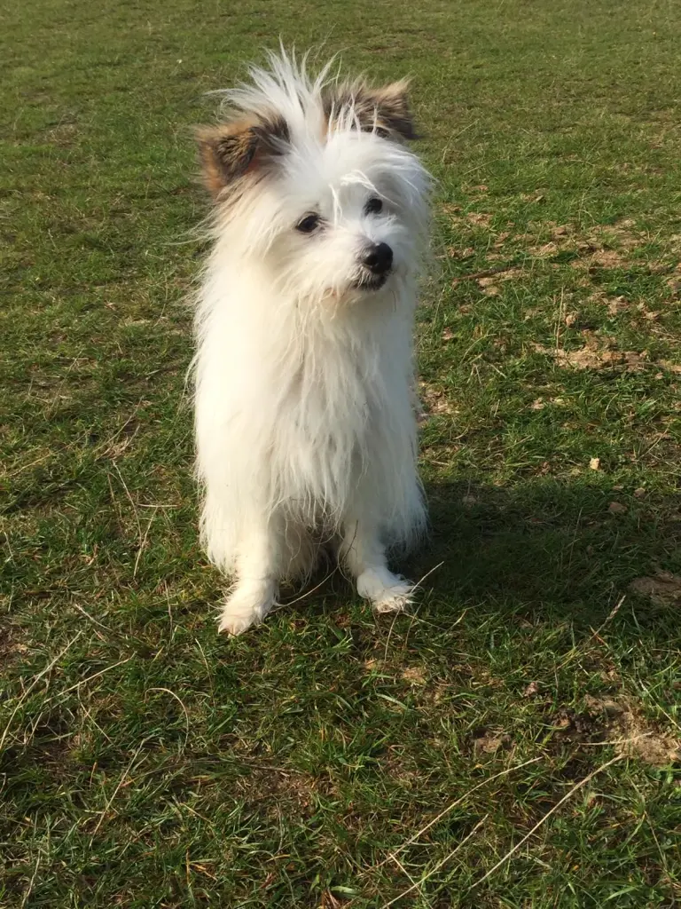 Bild von Muffin
