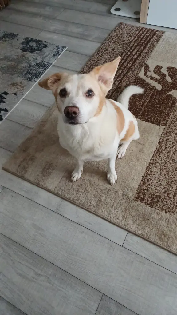 Image from Rusty