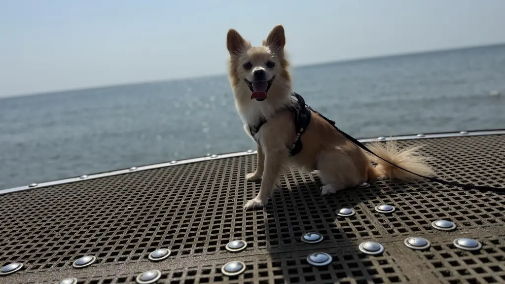 Bild von Teddy