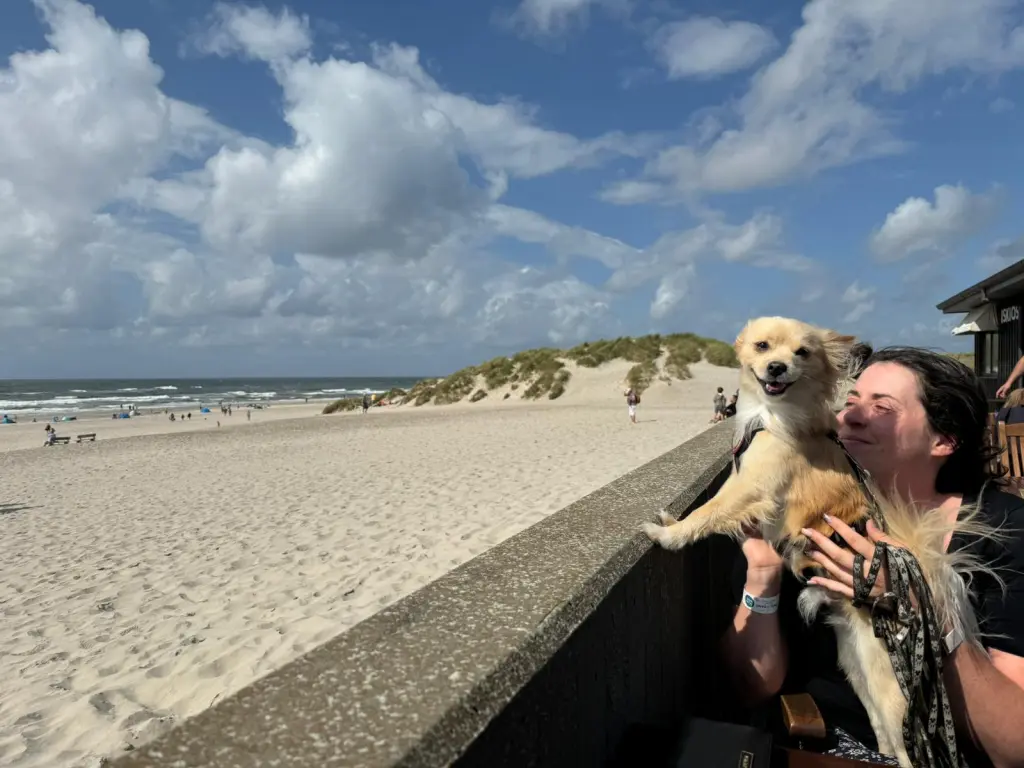 Bild von Teddy