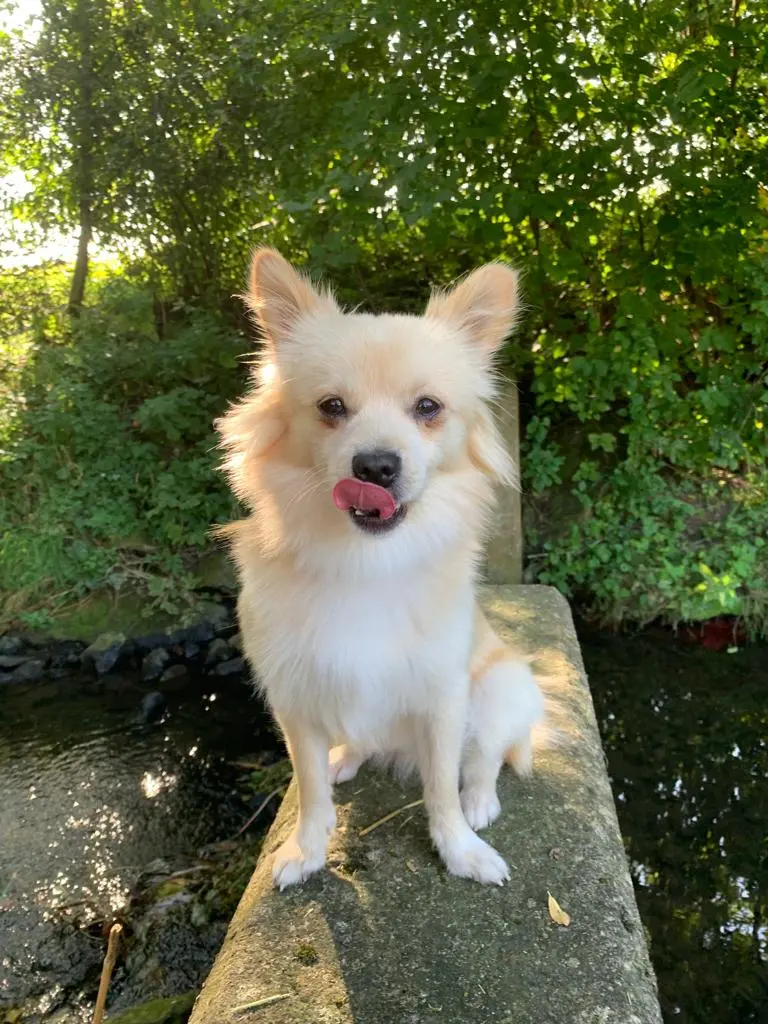 Bild von Teddy