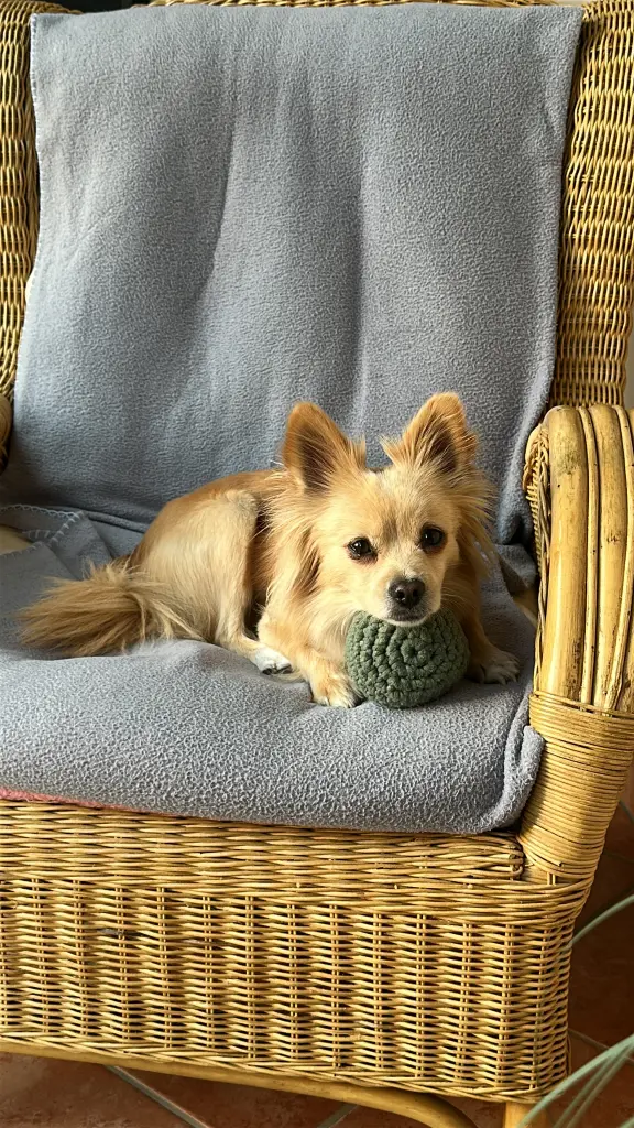 Bild von Teddy