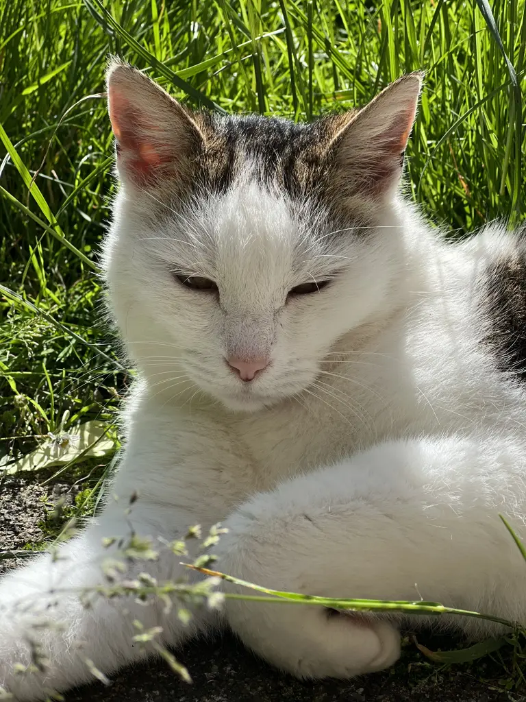 Bild von Frau Mietz