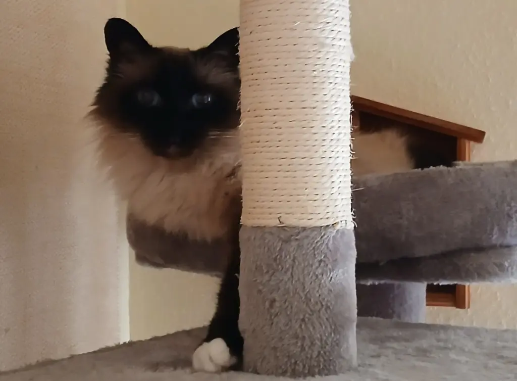 Bild von Layla