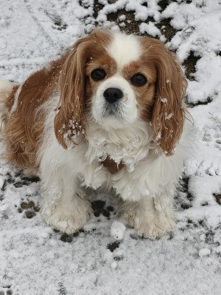 Schnee fand ich toll