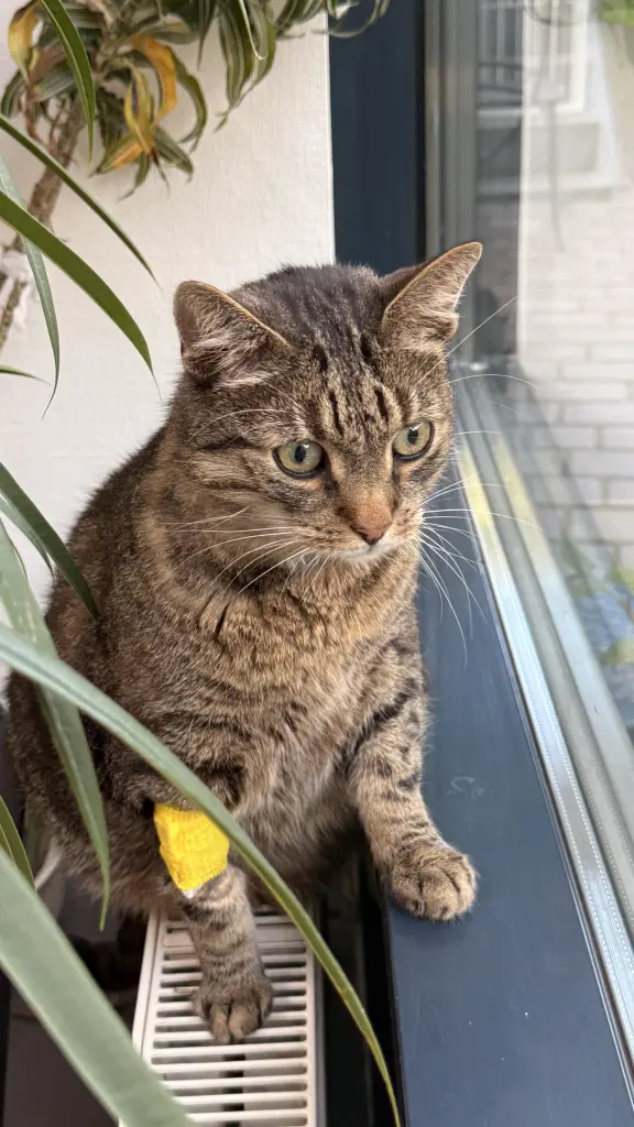 Image from Simba