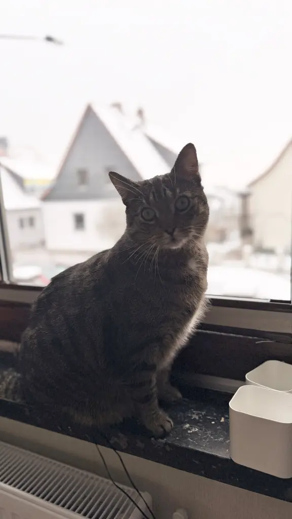 Image from Simba