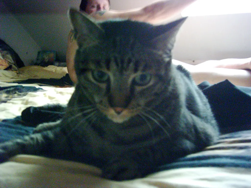 Image from Gizmo
