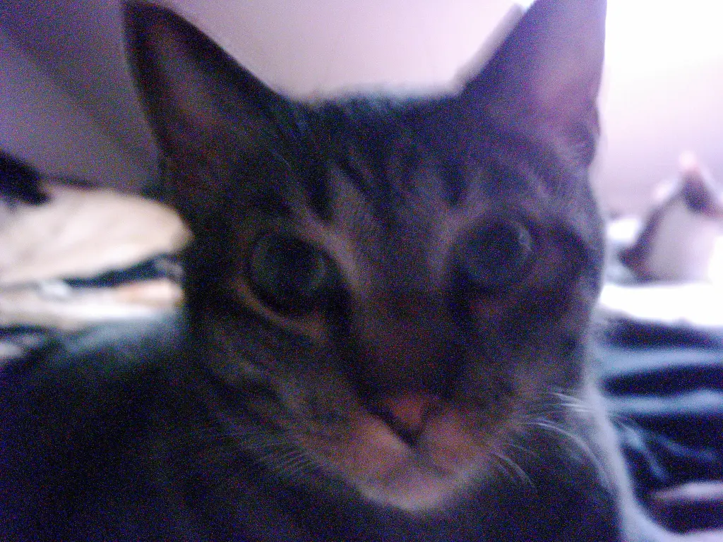 Image from Gizmo