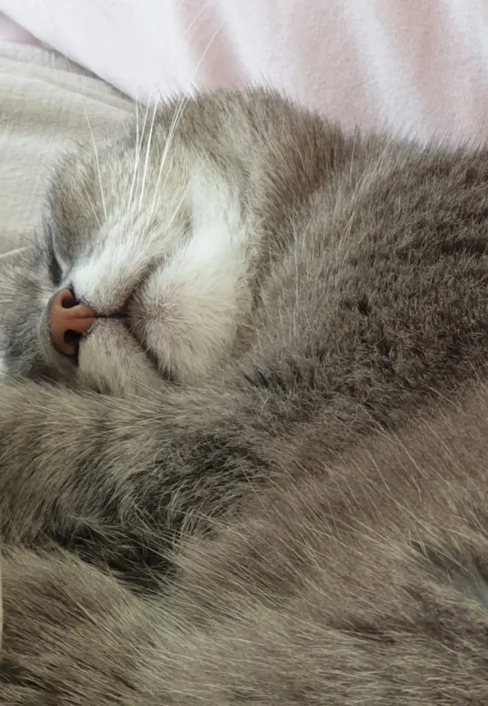 Bild von Polly