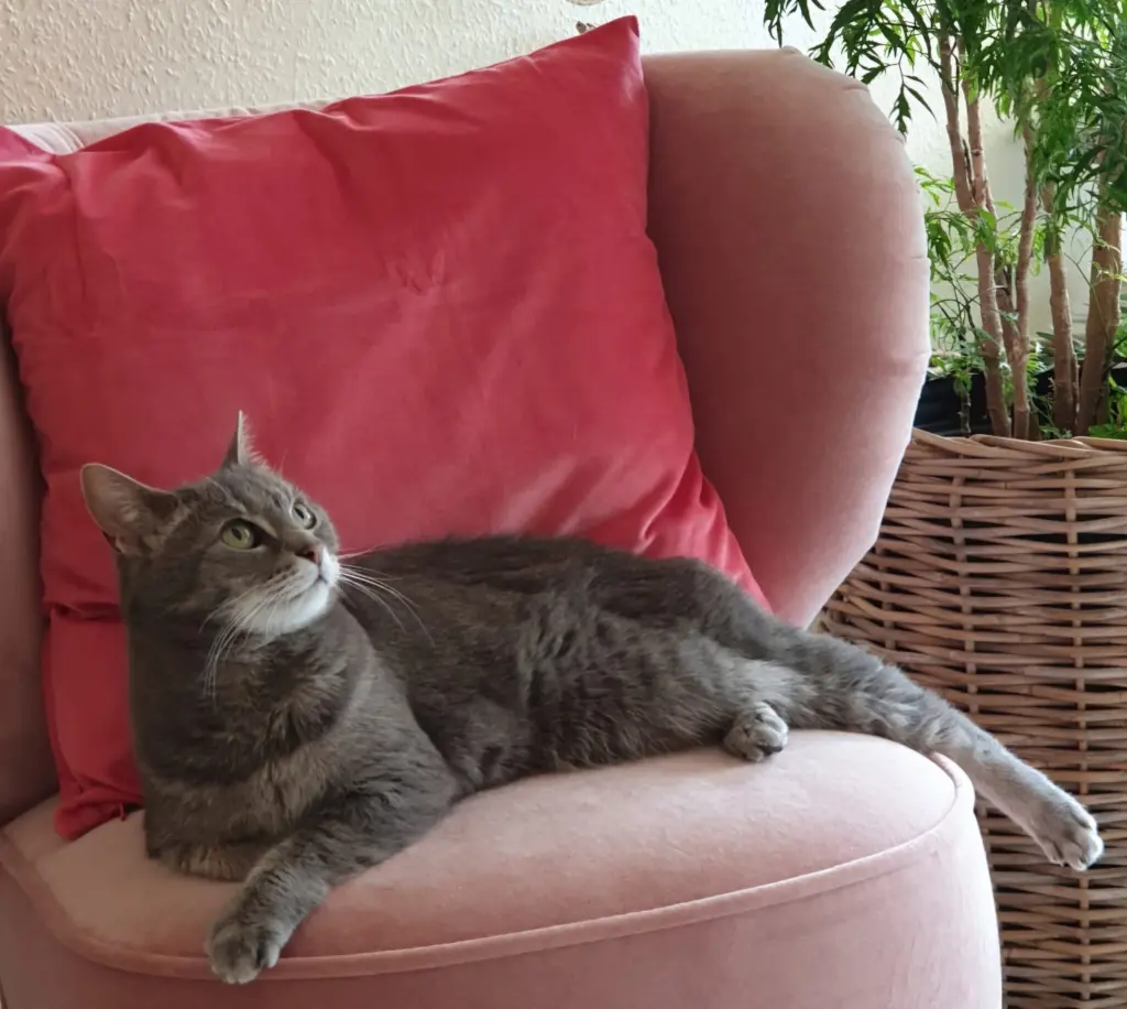 Bild von Polly