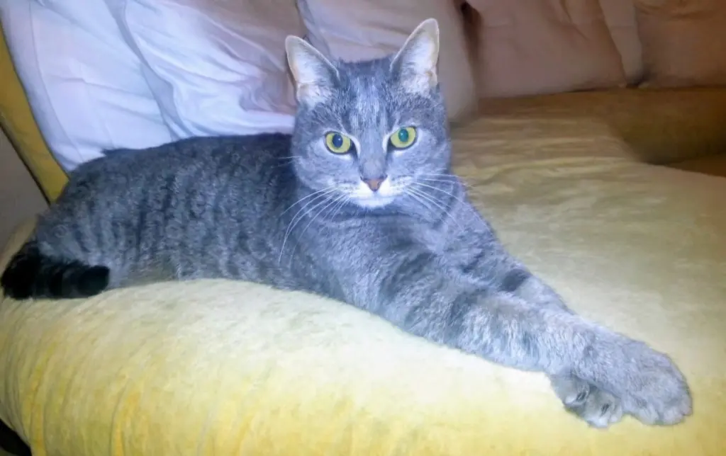 Bild von Polly