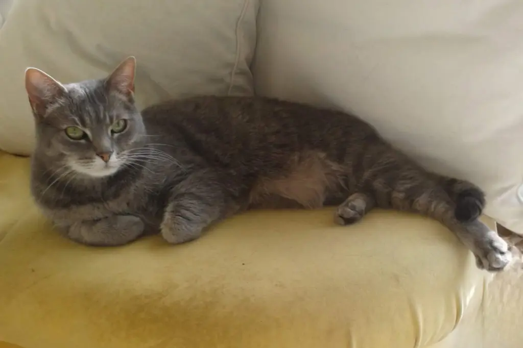Bild von Polly