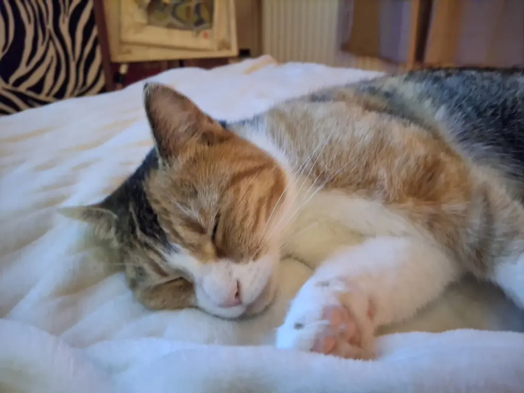 Bild von Bella