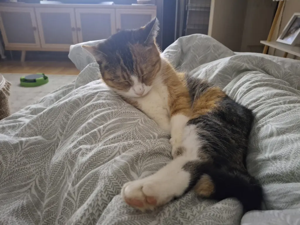 Bild von Bella