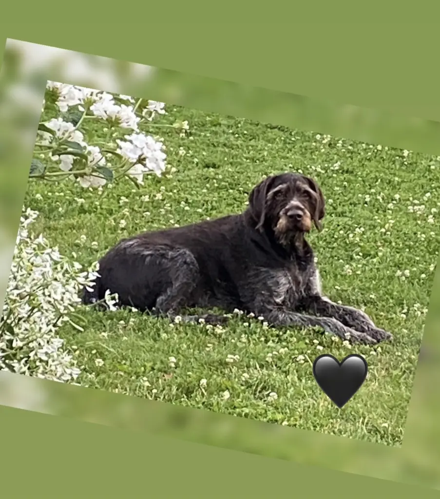 ♥️🐾🐾🐾♥️