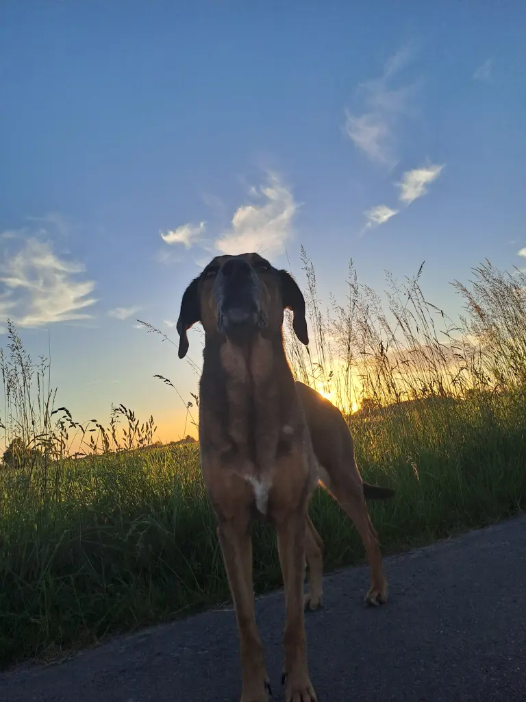 Image from Ronja