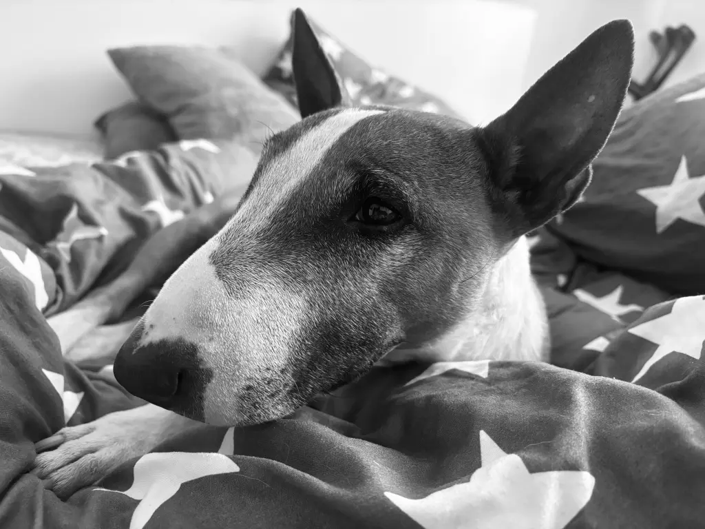 Bild von Polly