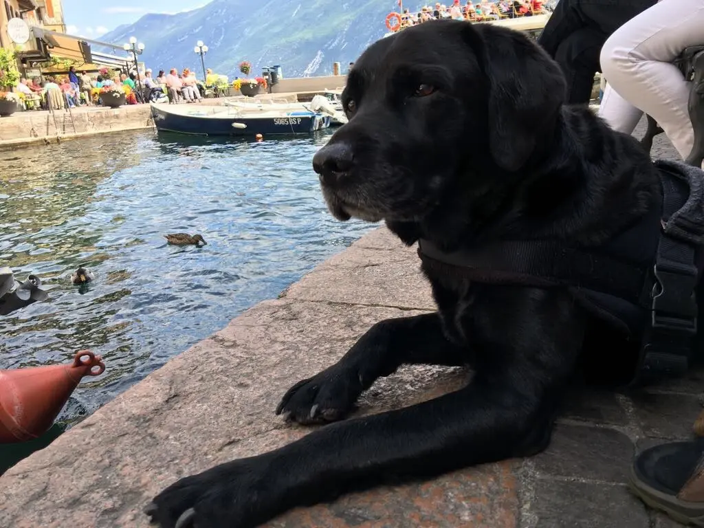 Condolence image of Heidi mit Buddy tief im Herzrn