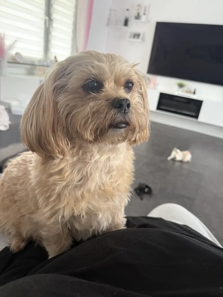 Bild von Chipsy