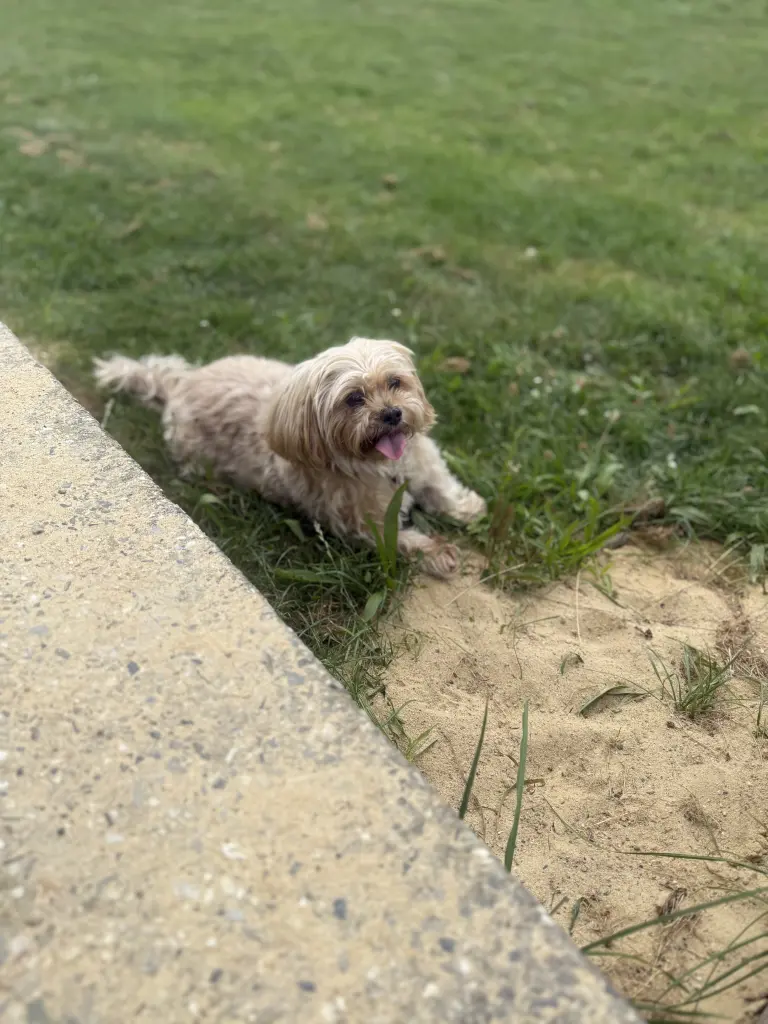 Bild von Chipsy