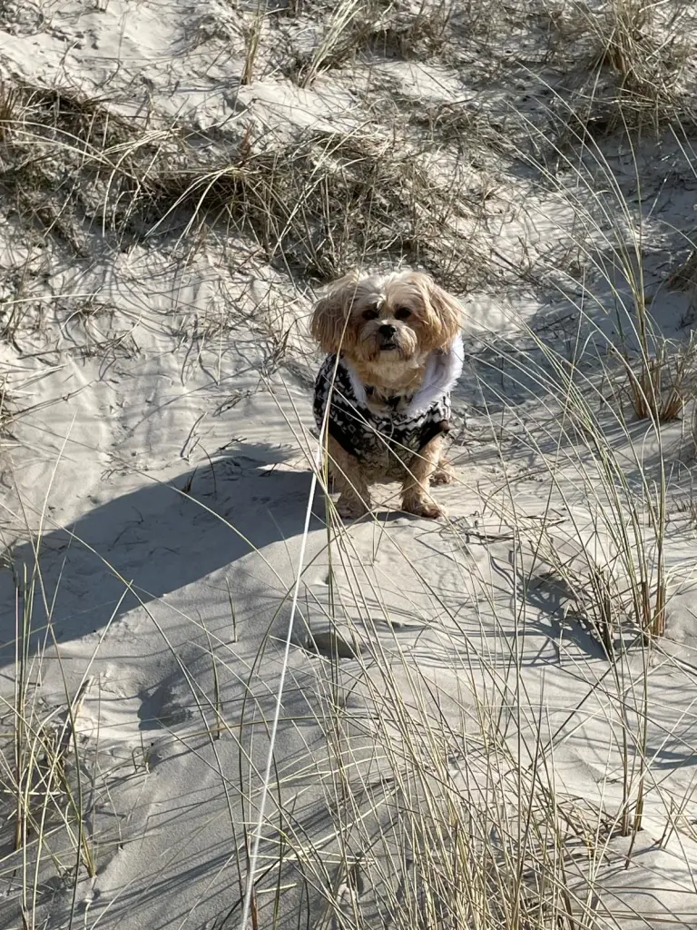 Bild von Chipsy