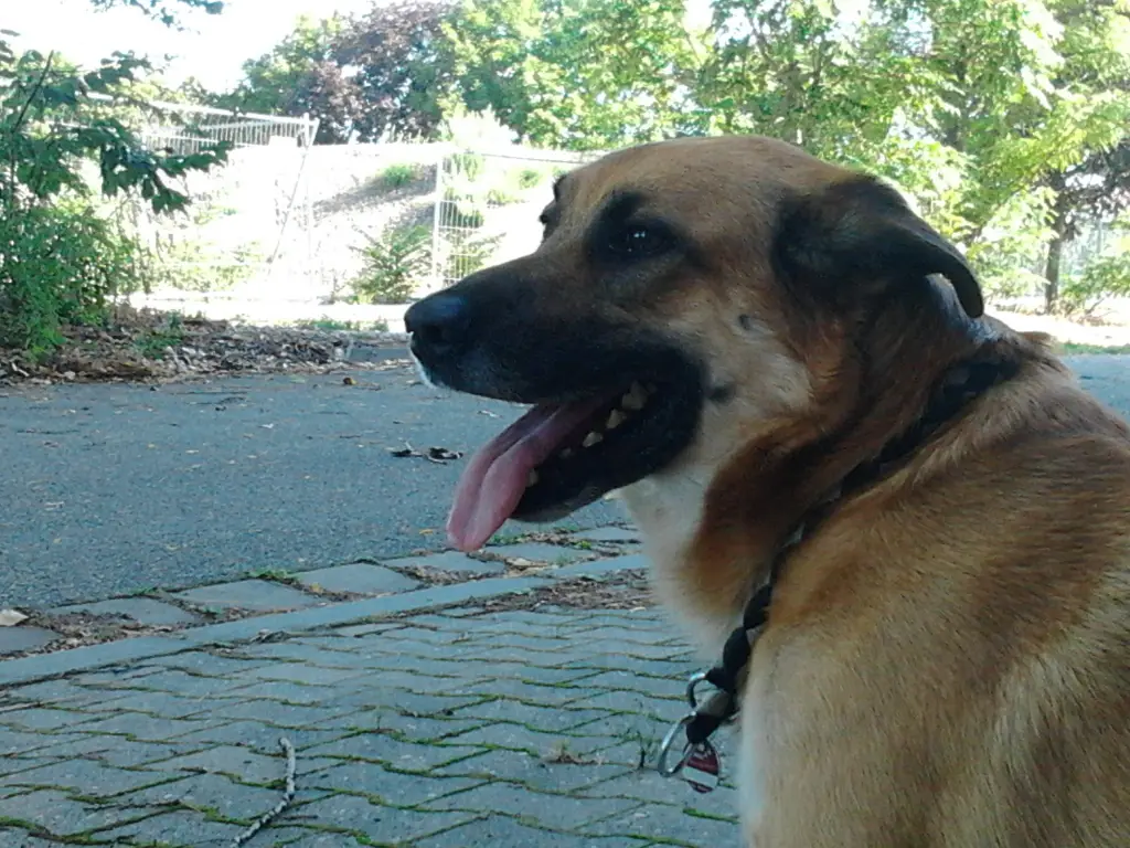 Image from Tayson ( Dicker )
