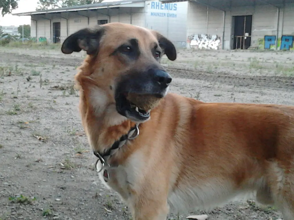 Image from Tayson ( Dicker )