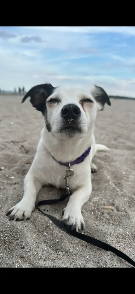 Image from Snoopy
