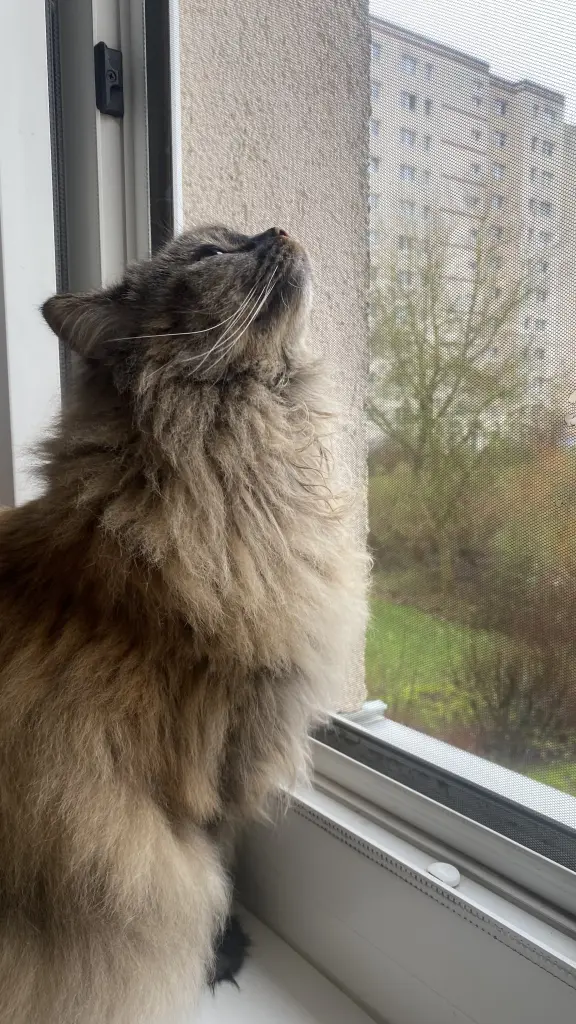 Ihr majestätisches schnüffeln👑