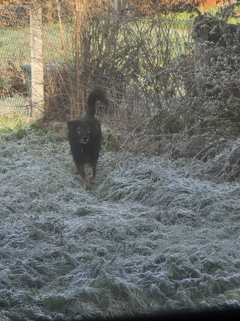 Image from Oskar