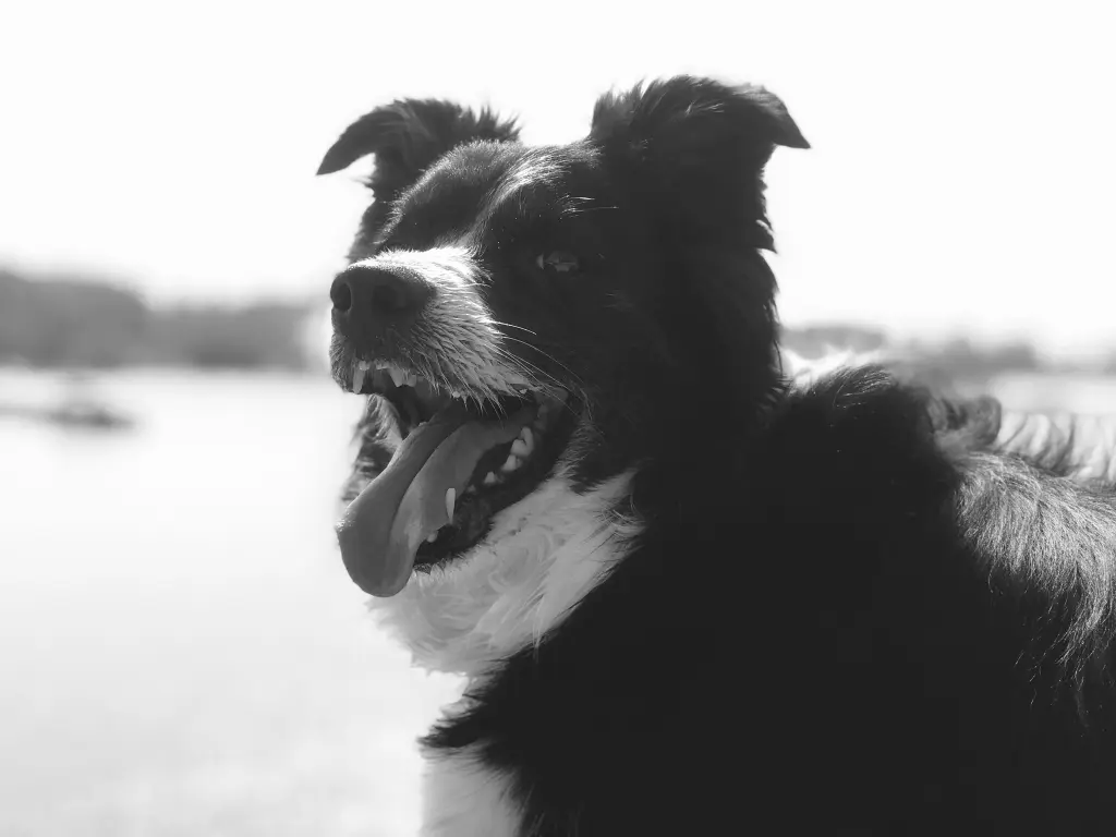 Image from Talisker
