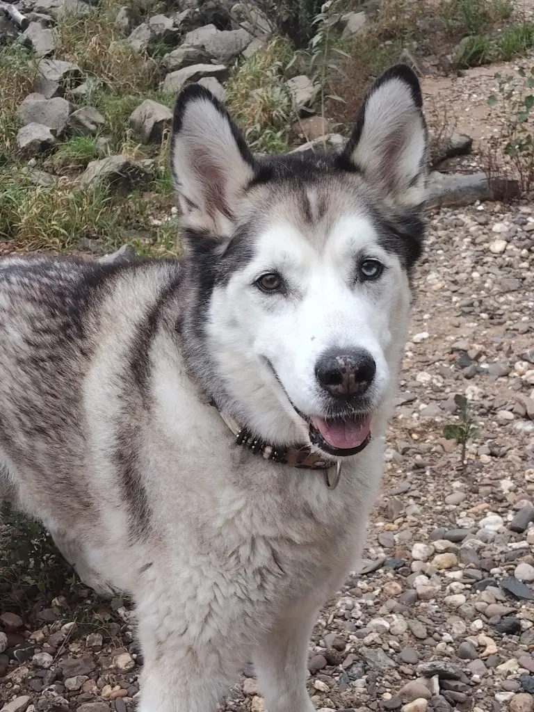 Image from Yukon