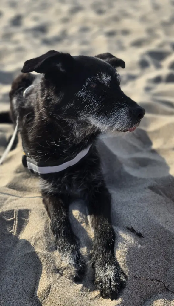 Bild von Lola