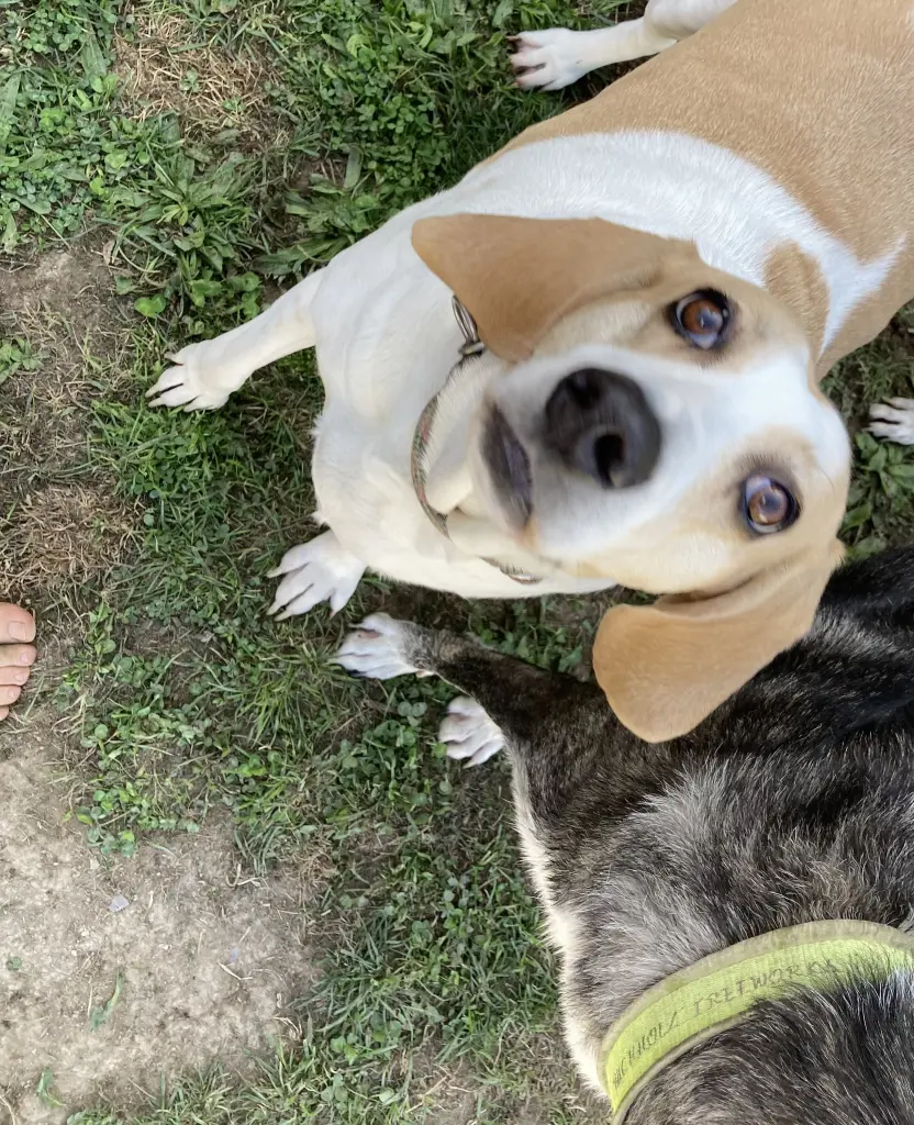 Image from Peanut