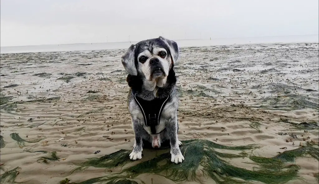 Bild von Stitch