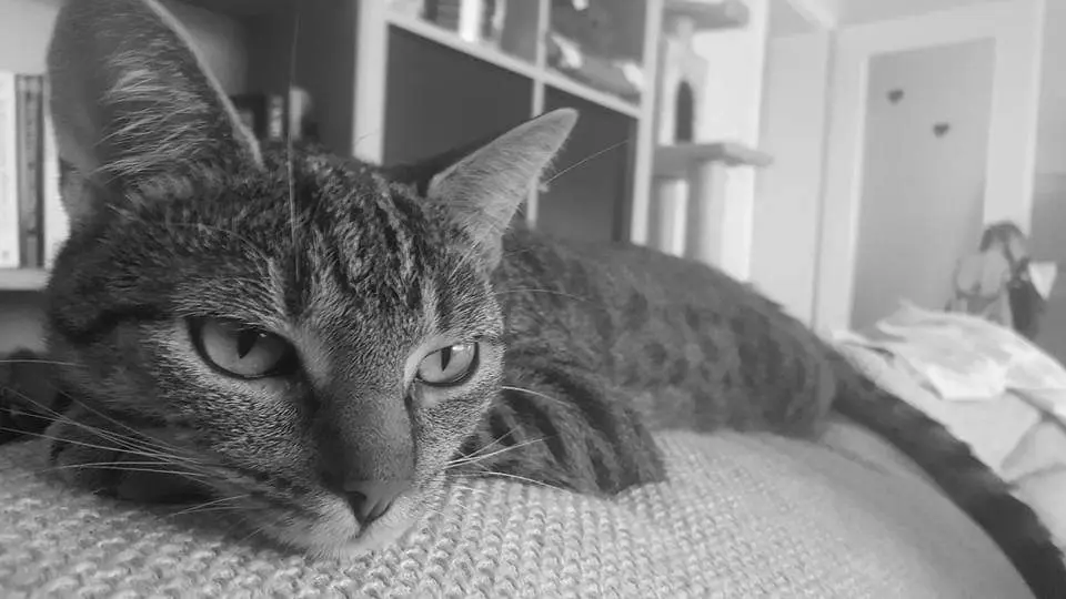 Image from Mäxchen