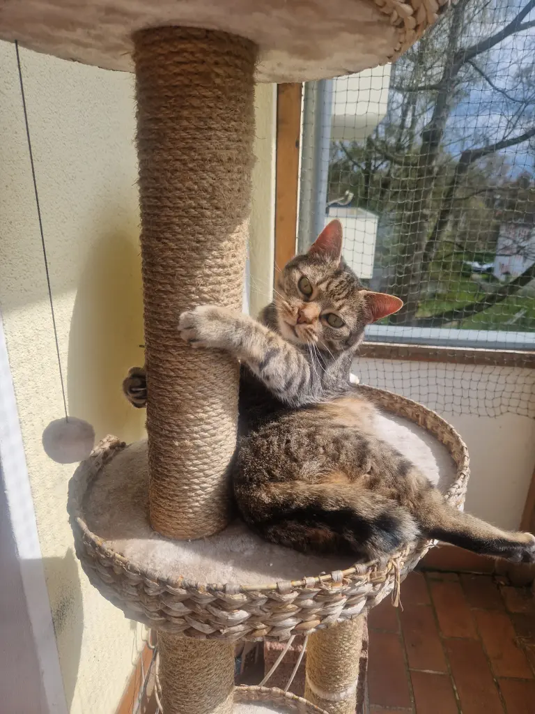 Image from Mäxchen