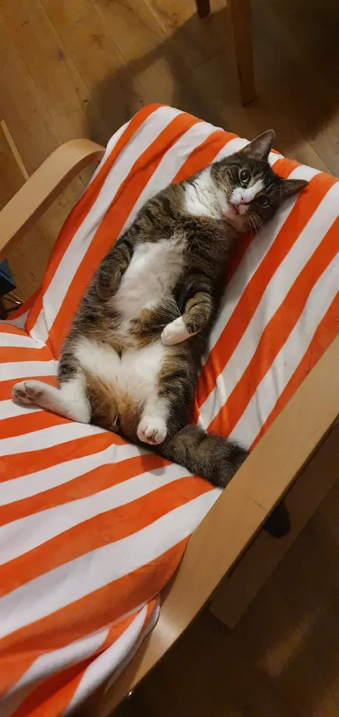 Bild von Flummi