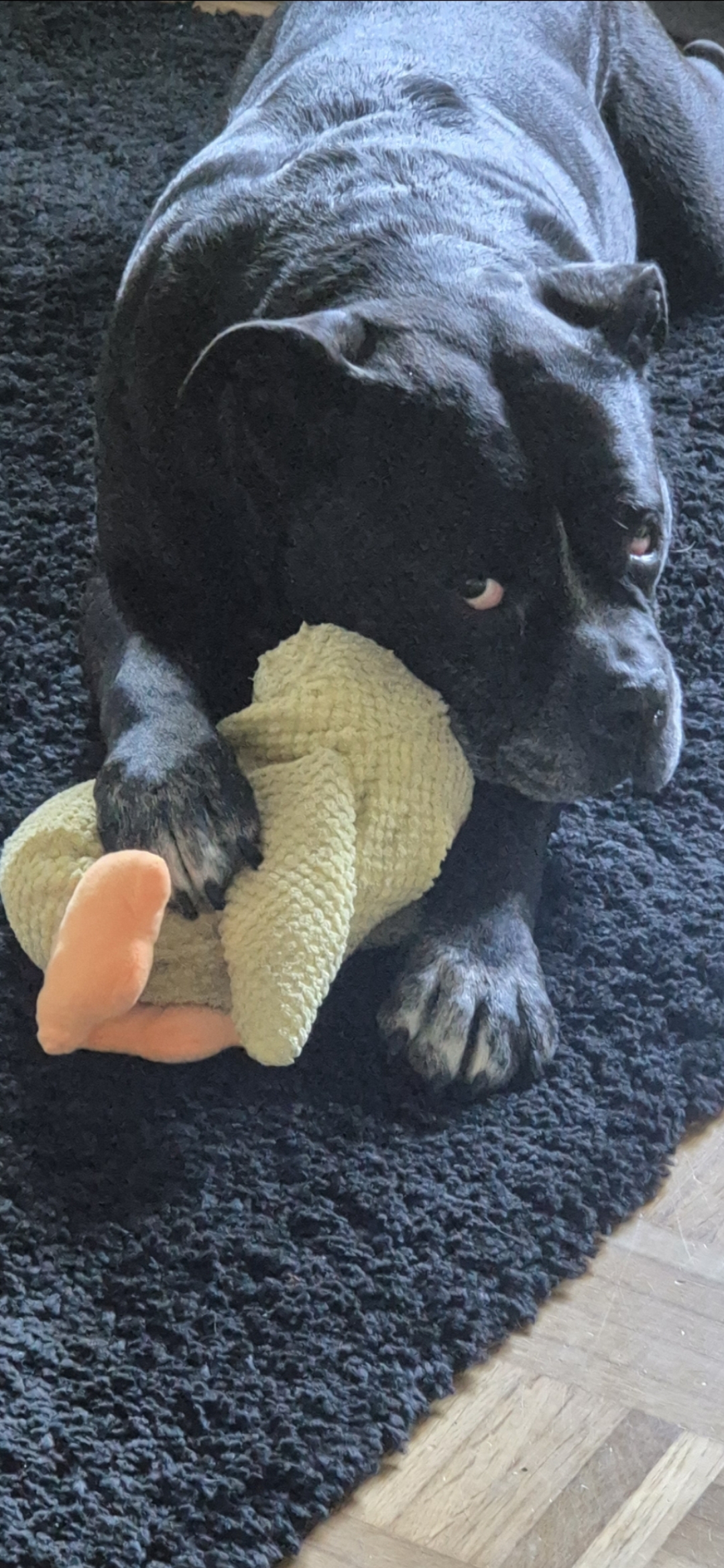 Bild von Cora