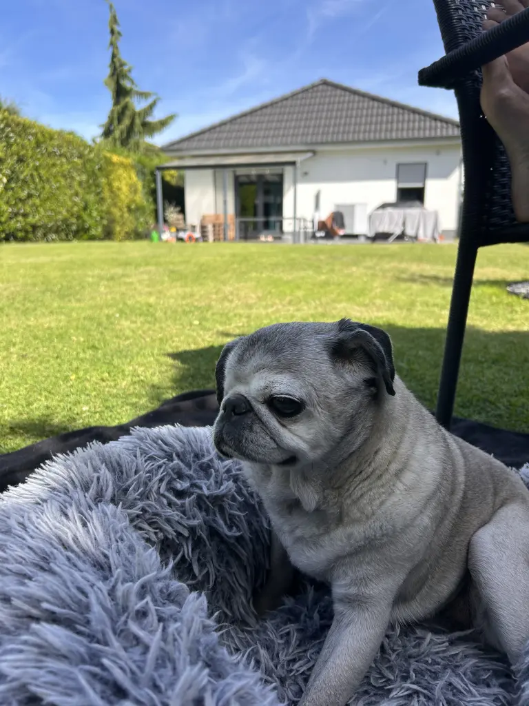 Dein garten