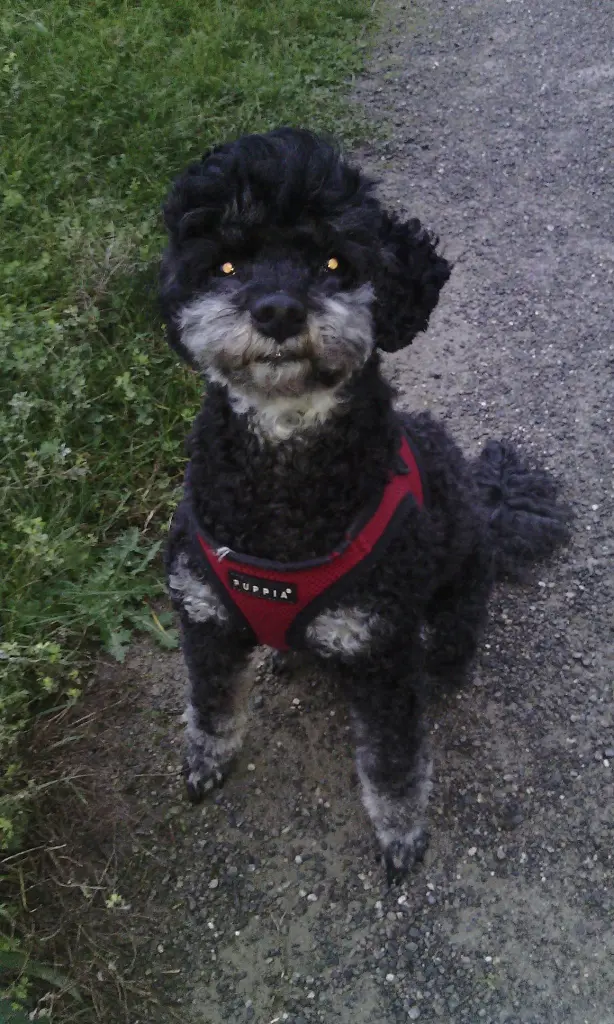 Bild von Lucky