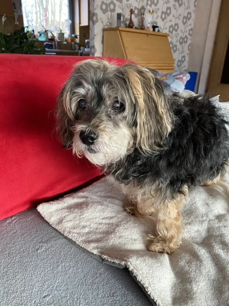 Bild von Sam