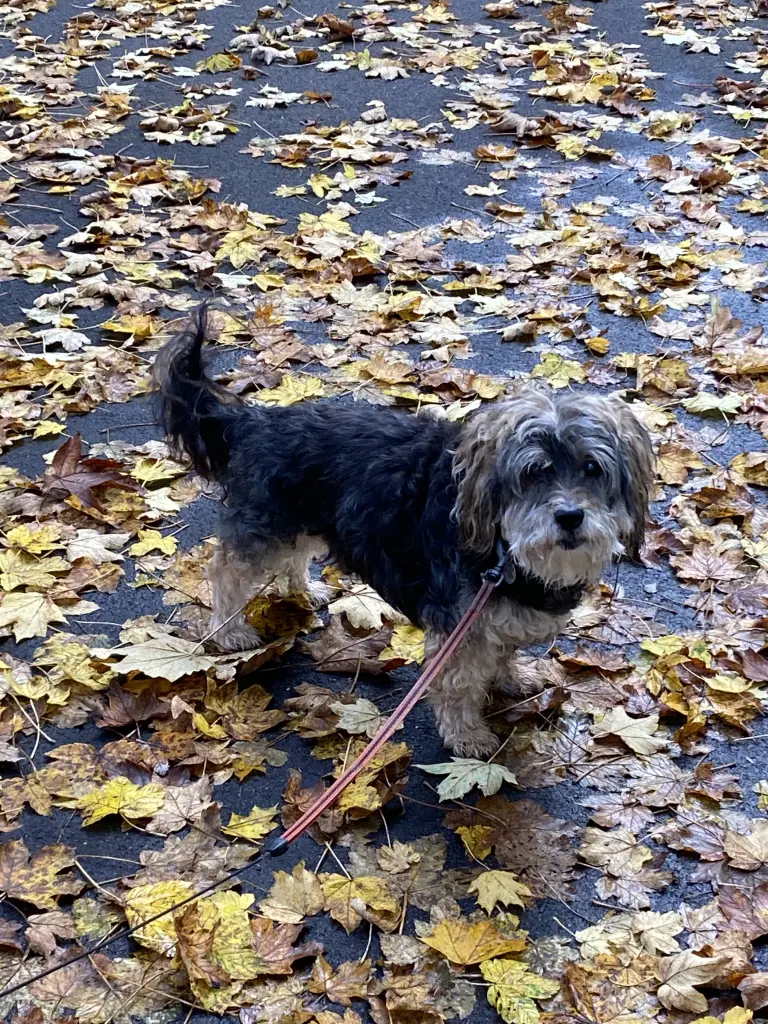 Bild von Sam