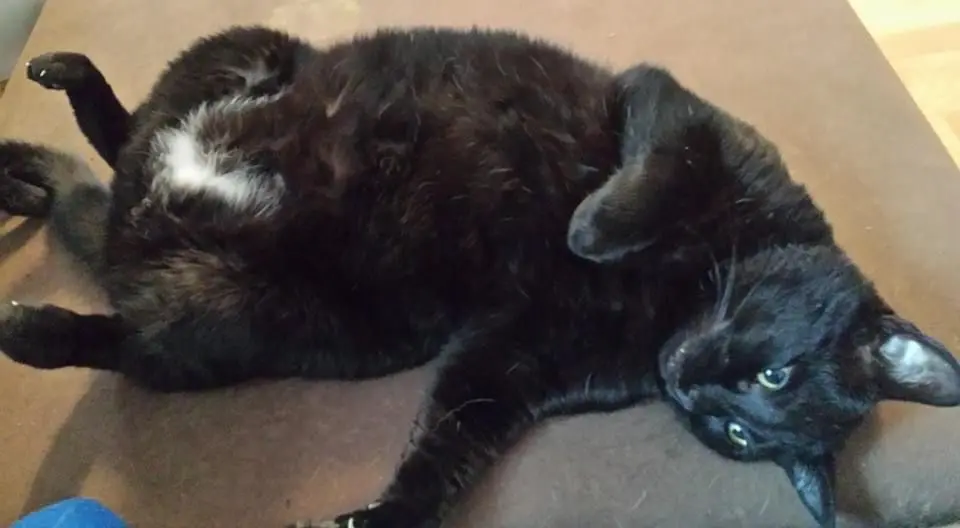Condolence image of Buddy