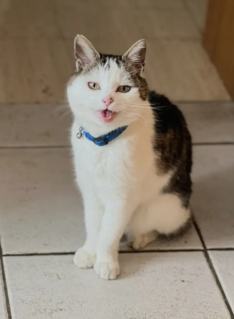Bild von Smoky