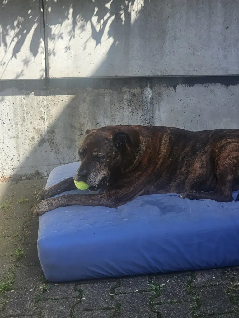 Image from Brutus