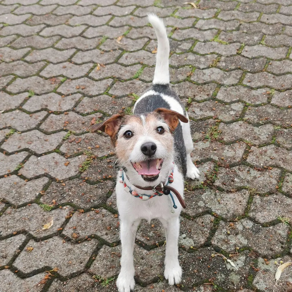 Bild von Clover