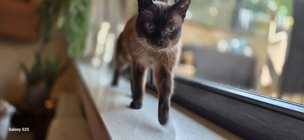 Bild von Coco