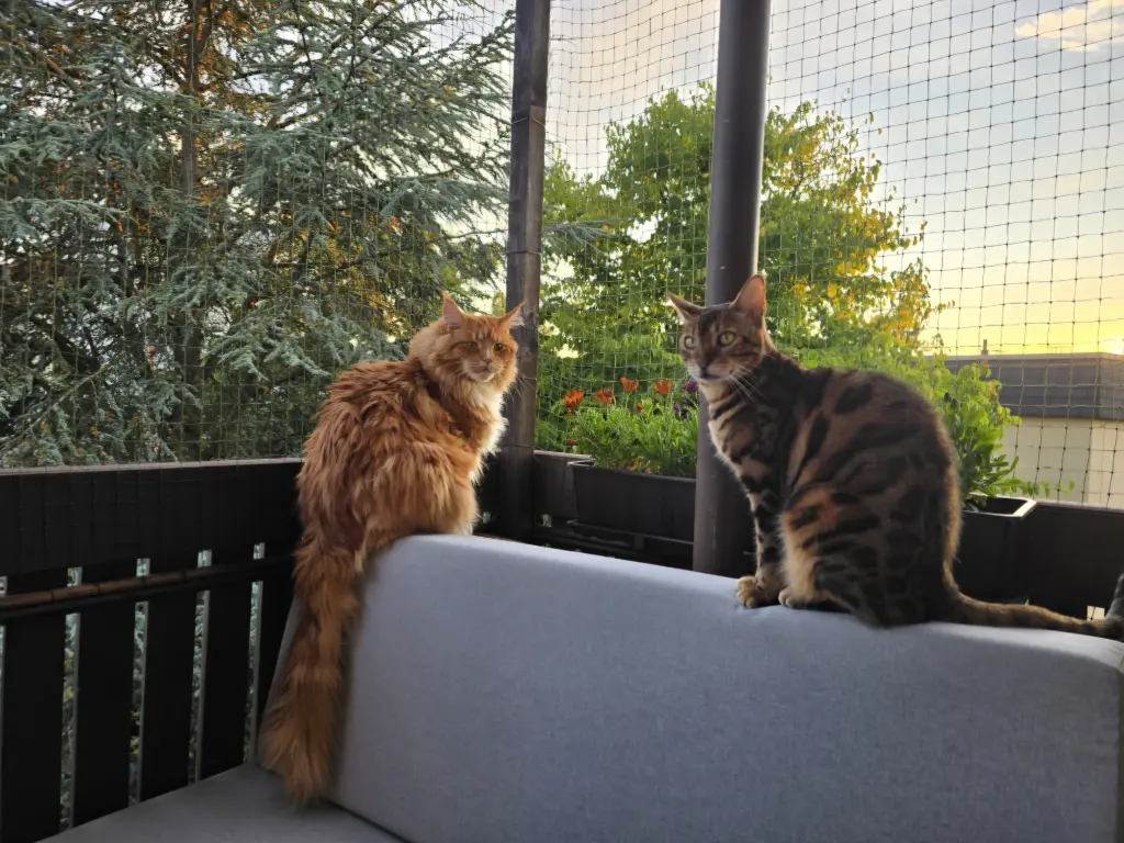 Image from Luna